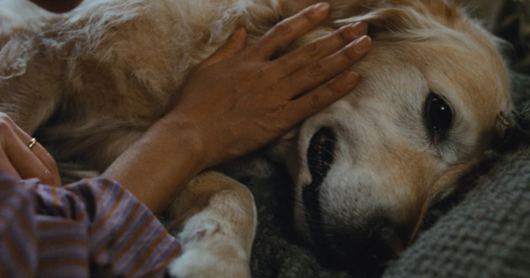 What Happened to Cassidy the Dog in The Last House?